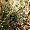 Plants: image 26 Of 208 Thumb